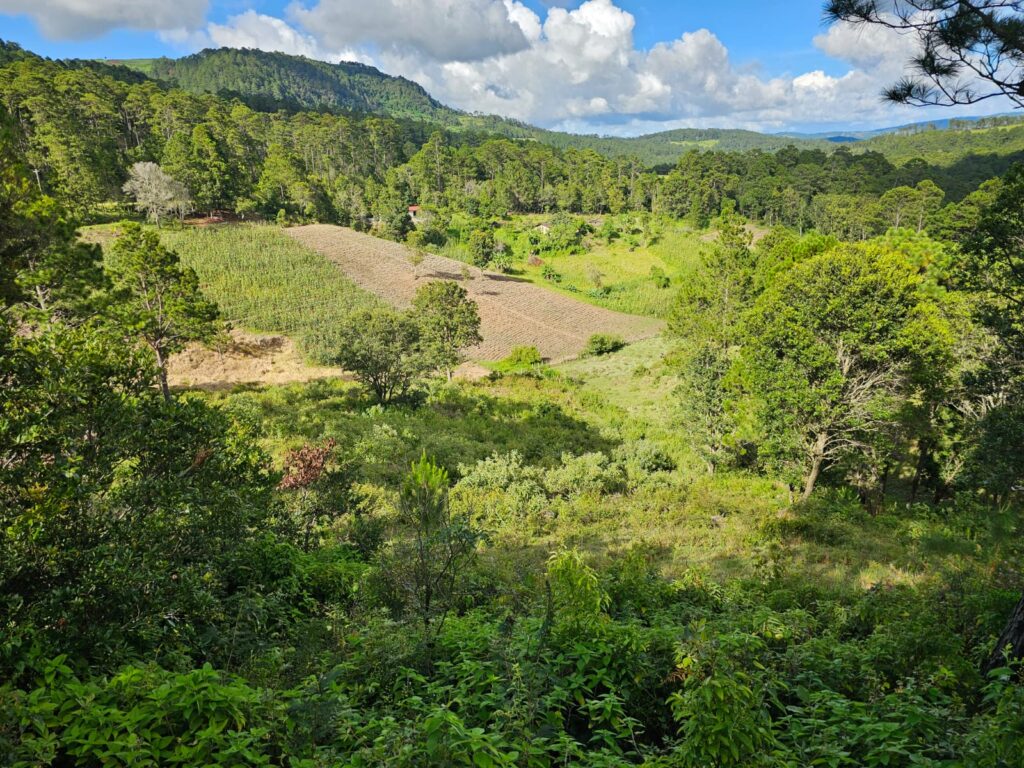 Venta de terrrenos en yamaranguila Intibucá 2024 2025