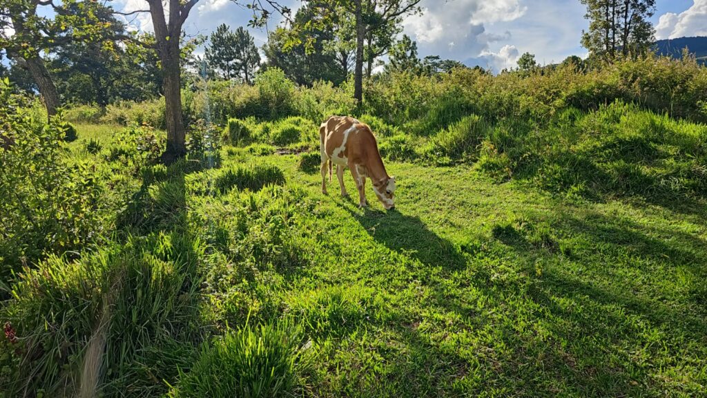 Venta de terrrenos en yamaranguila Intibucá 2024 2025