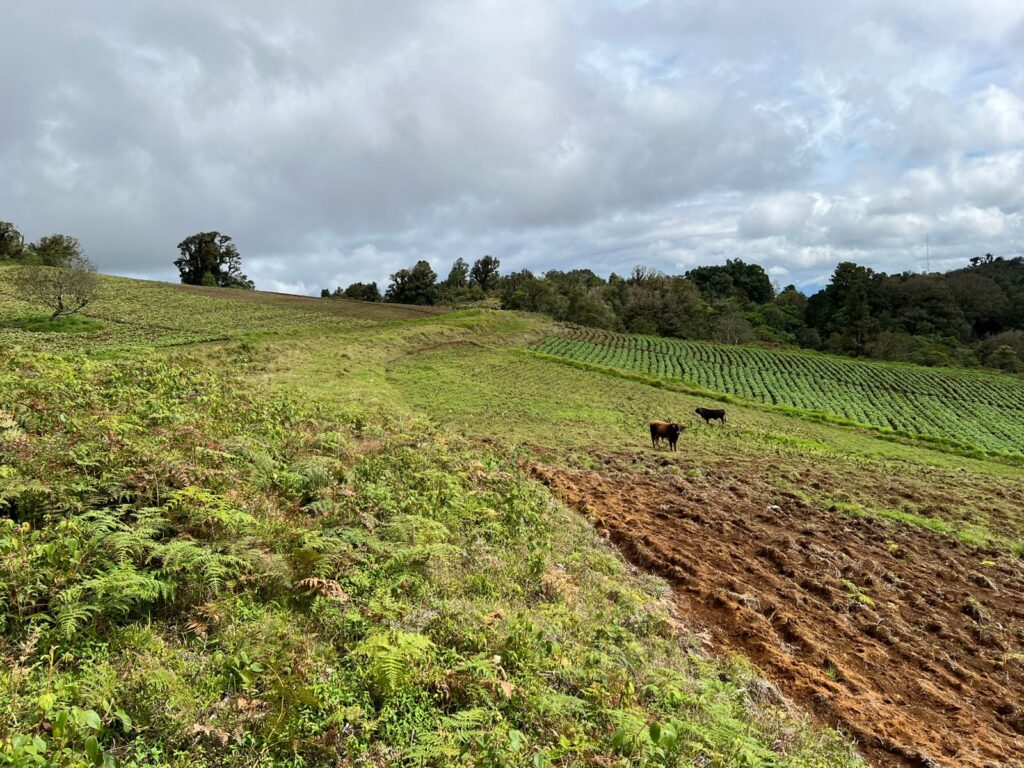 VENTA DE TERRENOS EN YAMARANGUILA INTIBUCÁ 2025