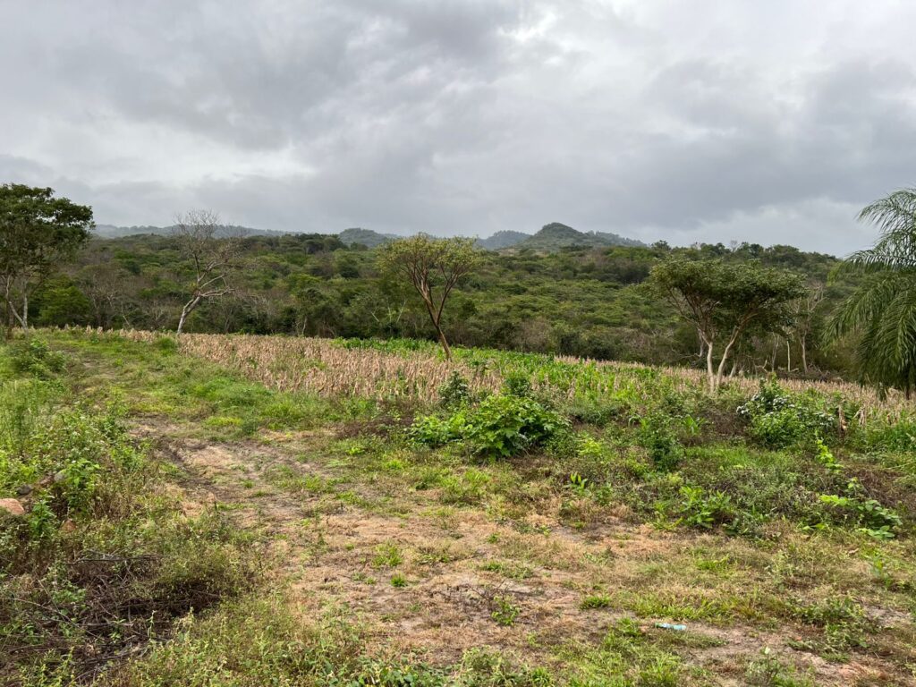 VENTA DE TERRENO EN JESUS DE OTORO INTIBUCÁ 2025