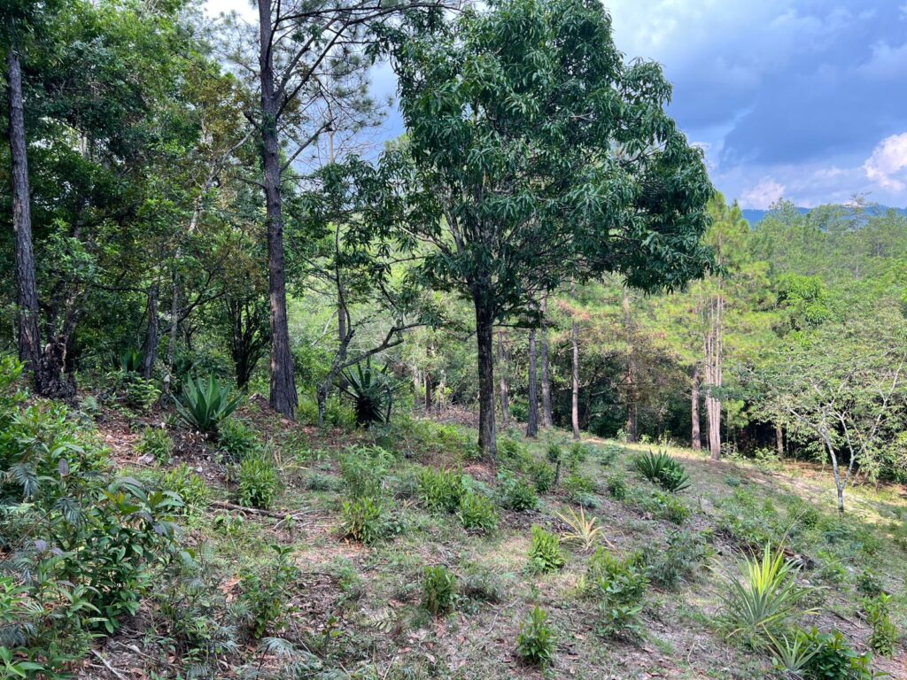 Venta de terreno en yamaranguila, intibuca 2025 2026