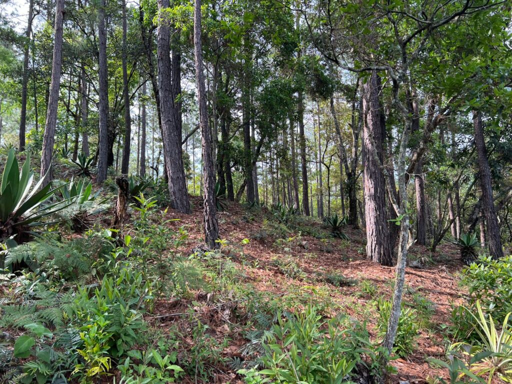 Venta de terreno en yamaranguila, intibuca 2025 2026