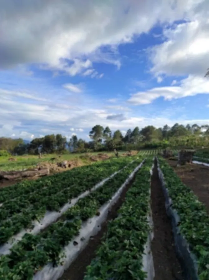 🌟 Oportunidad Única: Finca de 100 Manzanas con Dominio Pleno en San Miguelito, Intibucá