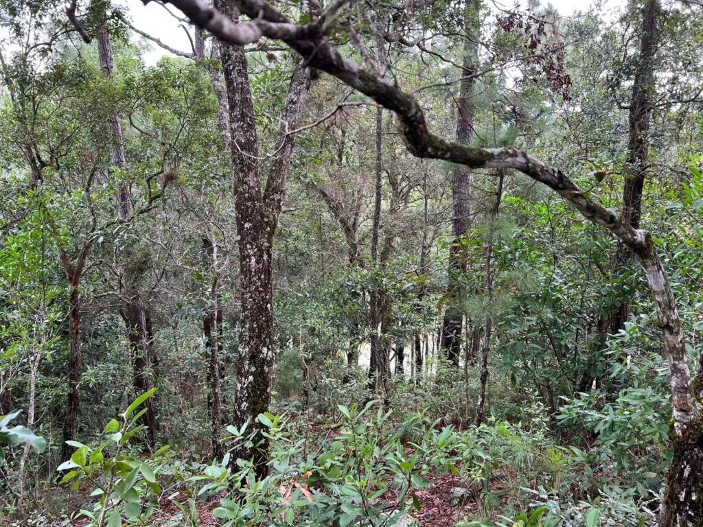 Venta de terrenos en lempira honduras, venta de terrenos en san juan intibuca, venta de terrenos en erandique lempira