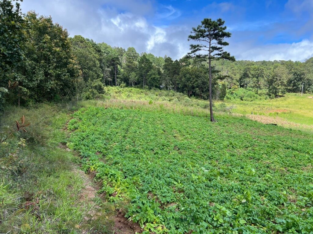 Yamaranguila Intibucá, venta de terrenos en Yamaranguila, Ecofincas del Cerrón, fincas en venta Intibucá, terrenos rurales en Yamaranguila, propiedades en La Esperanza Intibucá, comprar terreno en Yamaranguila, bienes raíces en Intibucá.