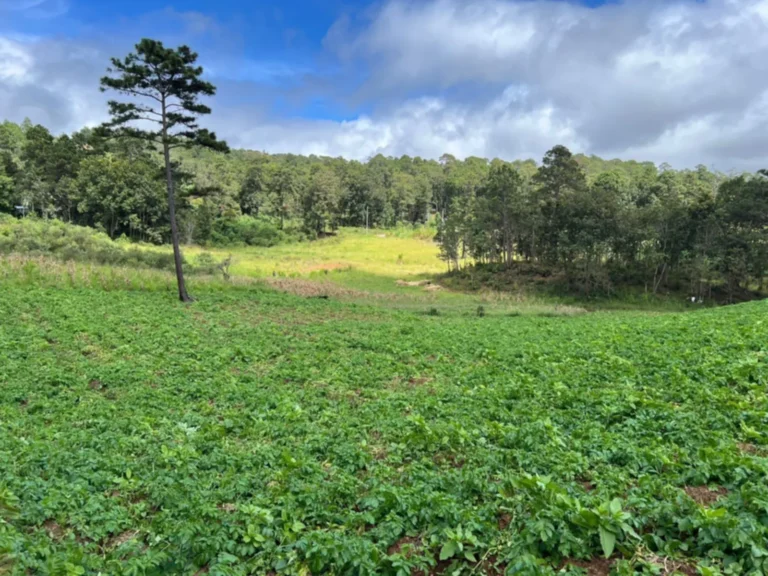 🌿 Venta de 2 Manzanas en El Cerrón, Yamaranguila, Intibucá – La Pequeña Suiza del Occidente de Honduras