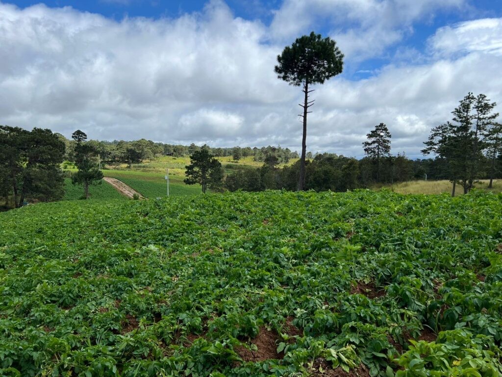 Yamaranguila Intibucá, venta de terrenos en Yamaranguila, Ecofincas del Cerrón, fincas en venta Intibucá, terrenos rurales en Yamaranguila, propiedades en La Esperanza Intibucá, comprar terreno en Yamaranguila, bienes raíces en Intibucá.