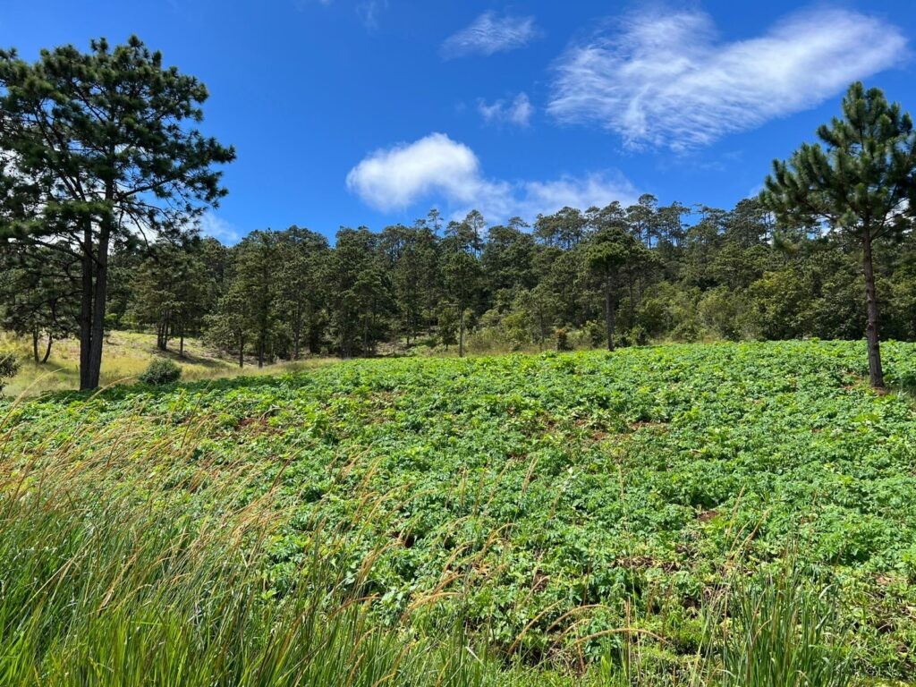 Yamaranguila Intibucá, venta de terrenos en Yamaranguila, Ecofincas del Cerrón, fincas en venta Intibucá, terrenos rurales en Yamaranguila, propiedades en La Esperanza Intibucá, comprar terreno en Yamaranguila, bienes raíces en Intibucá.