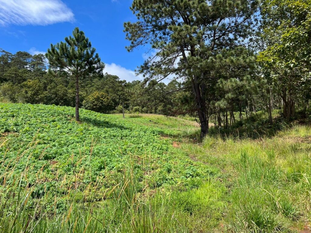 Yamaranguila Intibucá, venta de terrenos en Yamaranguila, Ecofincas del Cerrón, fincas en venta Intibucá, terrenos rurales en Yamaranguila, propiedades en La Esperanza Intibucá, comprar terreno en Yamaranguila, bienes raíces en Intibucá.