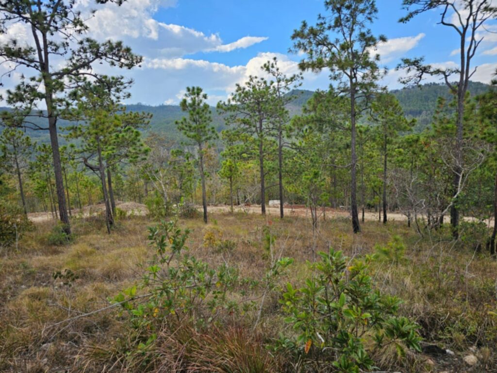 VENTA DE TERRENOS EN LA ESPERANZA INTIBUCÁ 2026