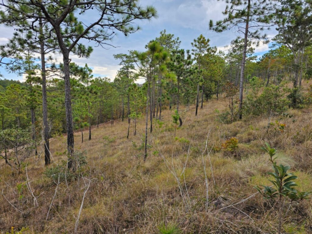 VENTA DE TERRENOS EN LA ESPERANZA INTIBUCÁ 2026