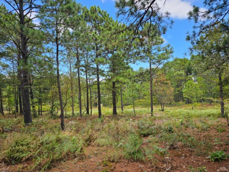 Exclusividad y Naturaleza: Lotes Premium en Barrio El Tablón, Yamaranguila, Intibuca
