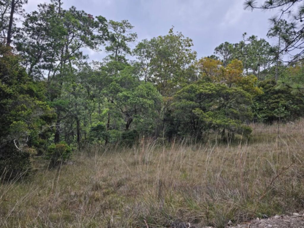 "venta-manzana-bosque-la-esperanza-intibuca-precio-bajo"