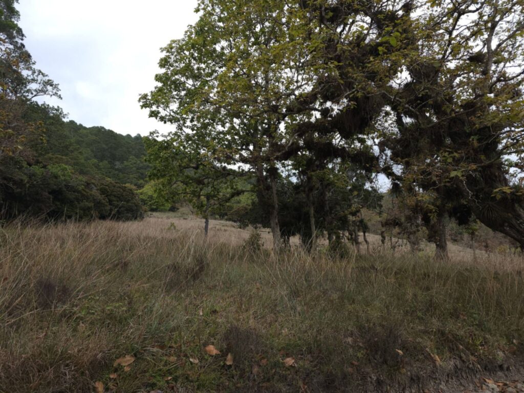 "venta-manzana-bosque-la-esperanza-intibuca-precio-bajo"