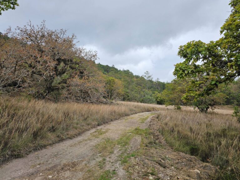 Inversión Sin Precedentes: Manzanas de Bosque Exclusivo en La Esperanza, Intibucá