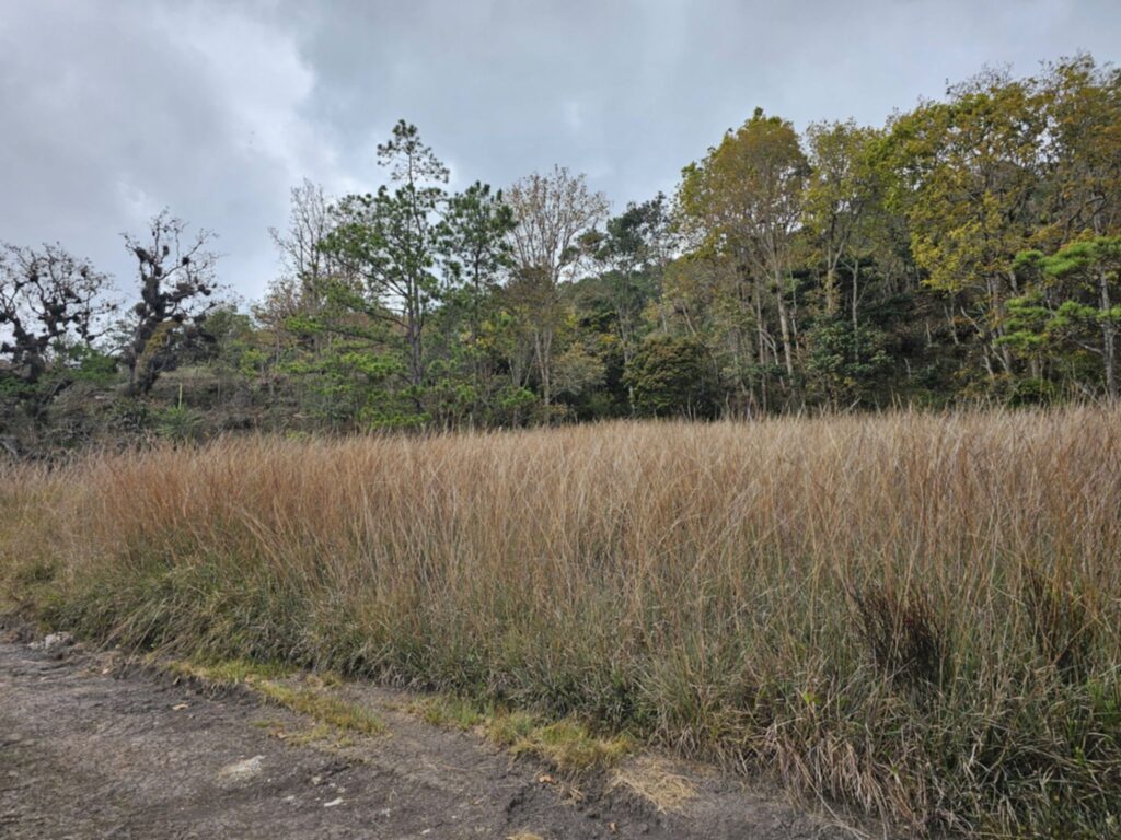 "venta-manzana-bosque-la-esperanza-intibuca-precio-bajo"