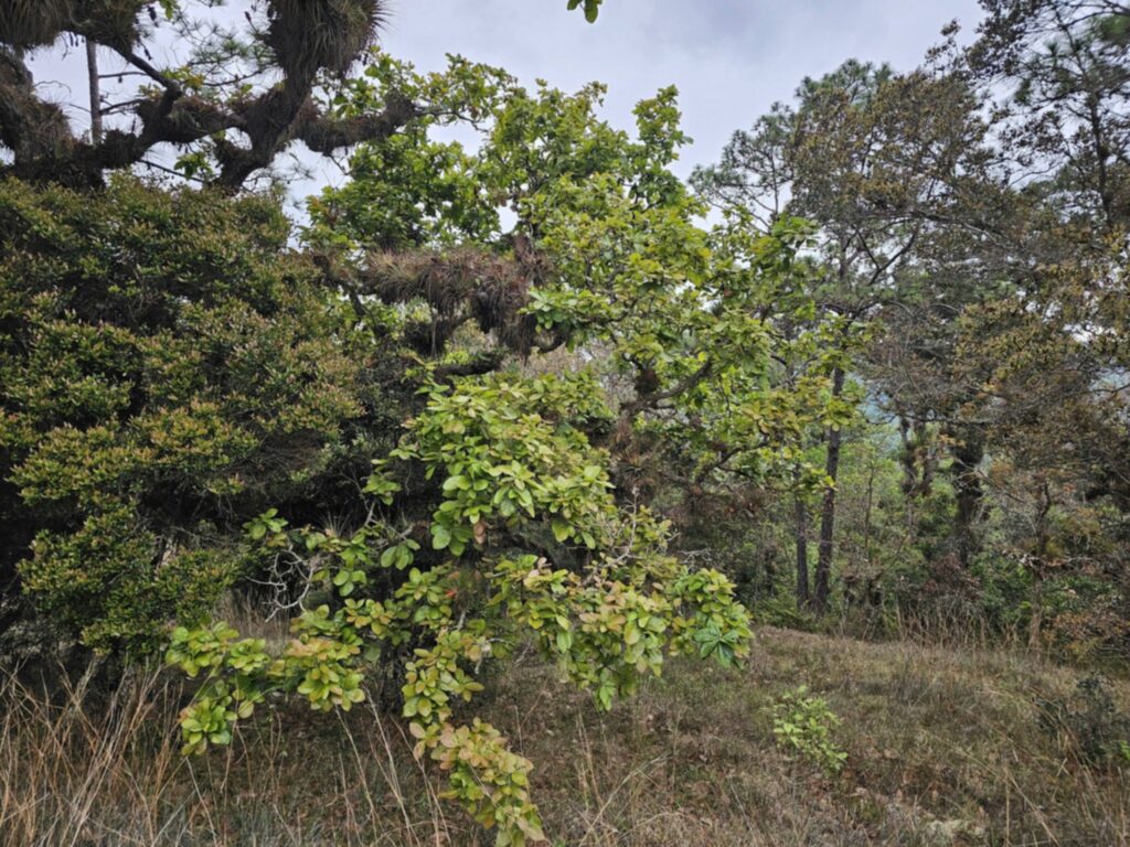 "venta-manzana-bosque-la-esperanza-intibuca-precio-bajo"