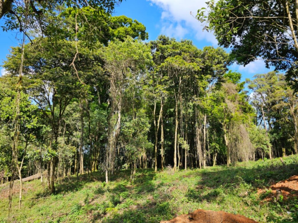 Laguna Madre Vieja, Intibucá