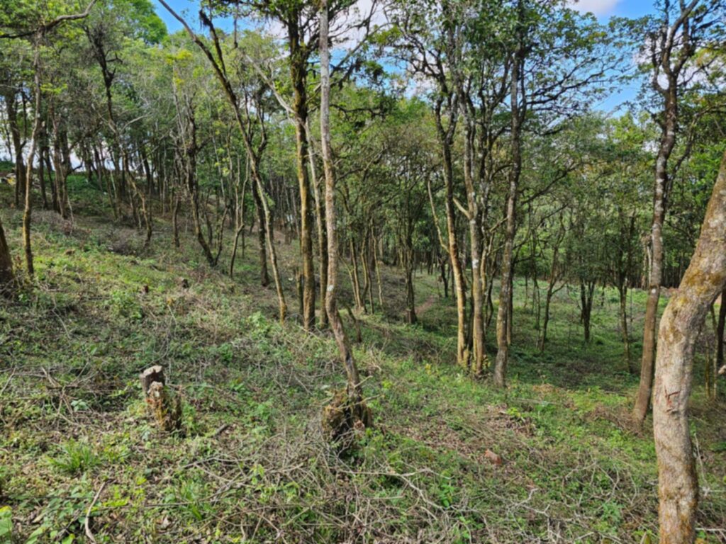 Laguna Madre Vieja, Intibucá