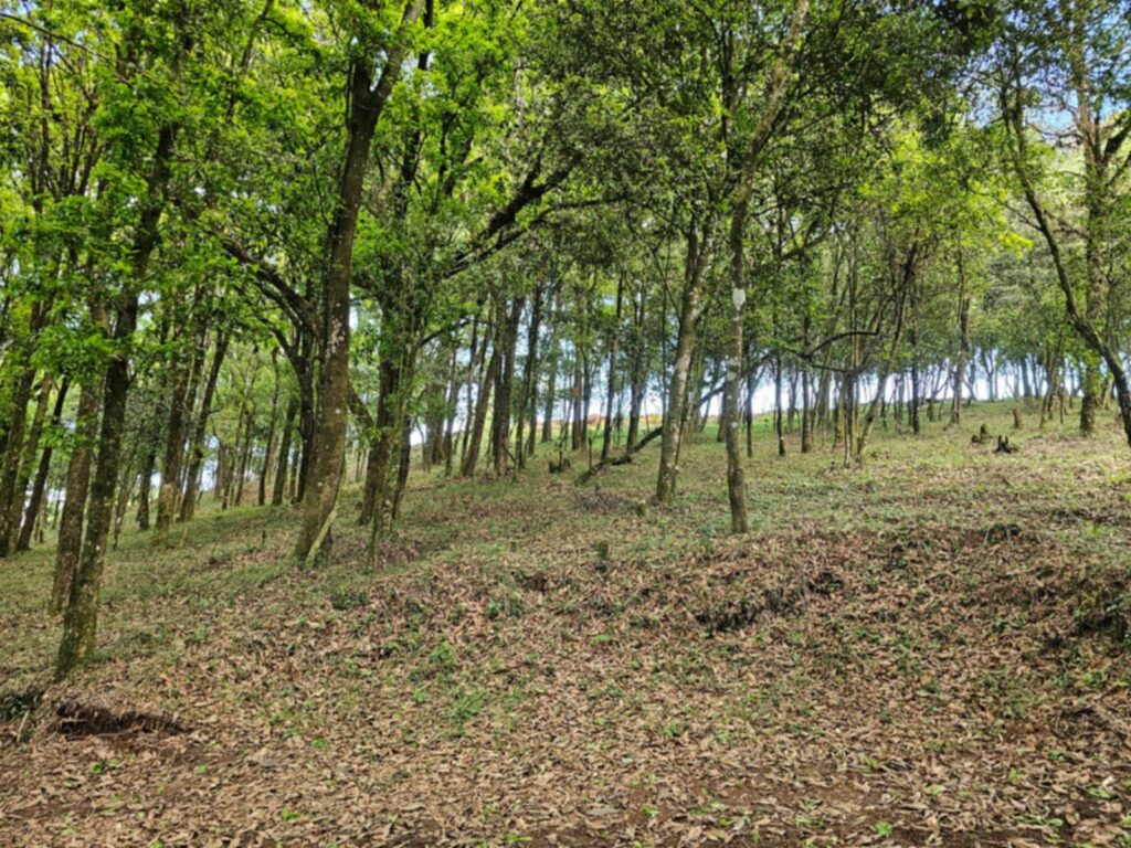 Laguna Madre Vieja, Intibucá
