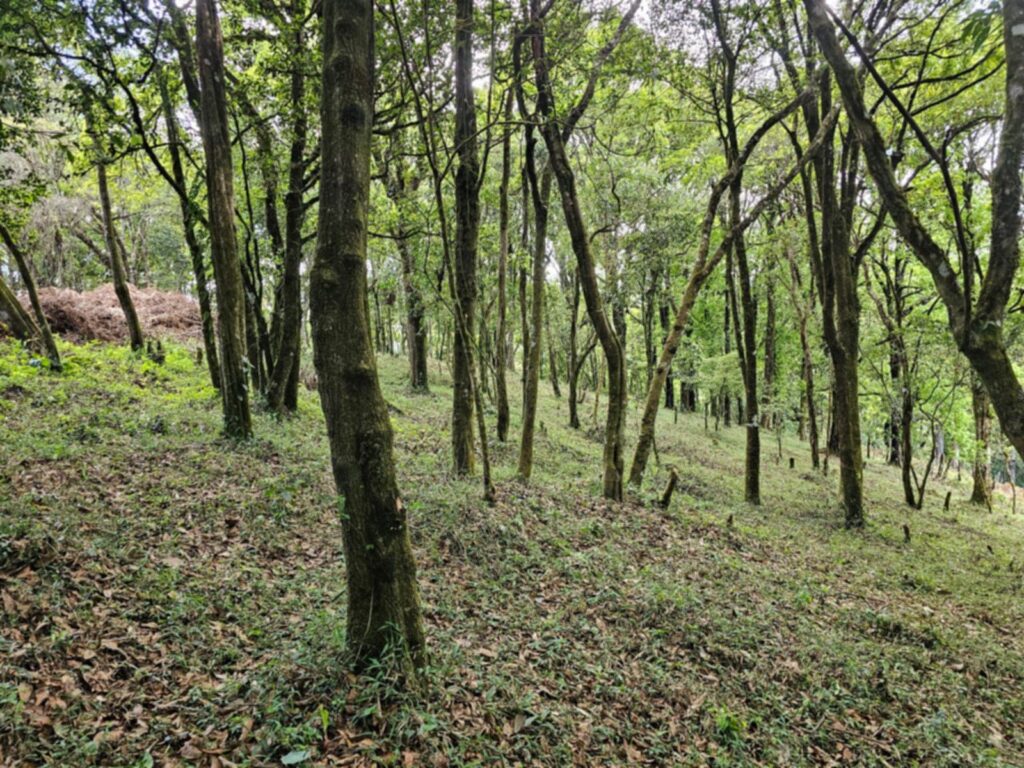 Laguna Madre Vieja, Intibucá