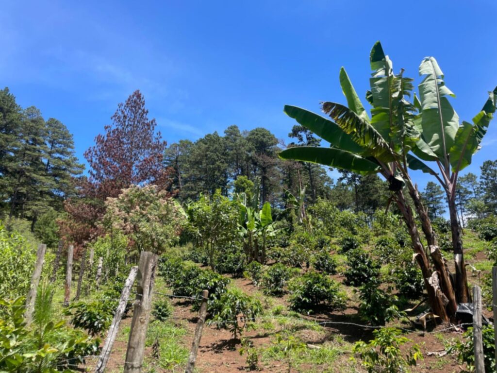 Terreno en Venta en Opatoro, La Paz: Finca Ganadera y Cafetalera de 16 Manzanas