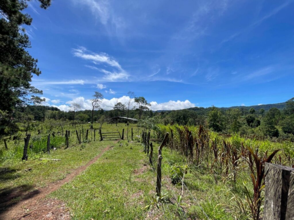 Terreno en Venta en Opatoro, La Paz: Finca Ganadera y Cafetalera de 16 Manzanas