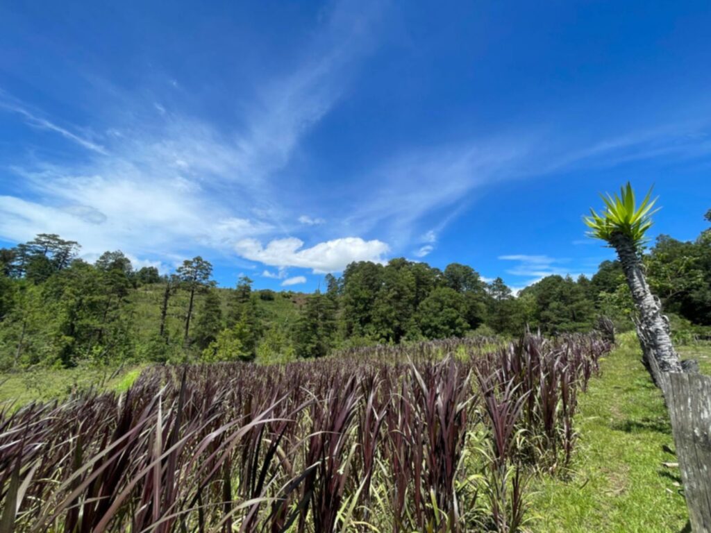 Terreno en Venta en Opatoro, La Paz: Finca Ganadera y Cafetalera de 16 Manzanas