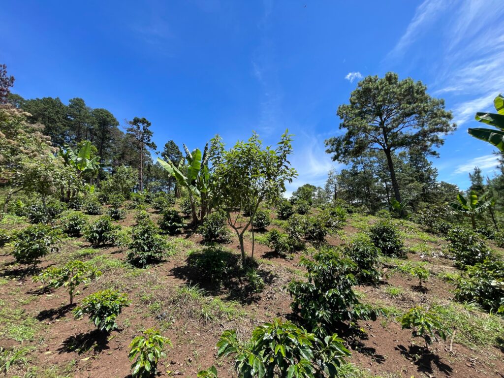 Terreno en Venta en Opatoro, La Paz: Finca Ganadera y Cafetalera de 16 Manzanas